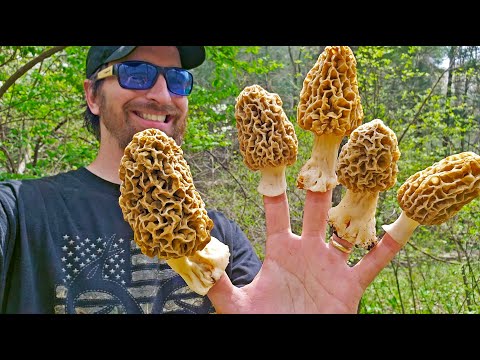 How to Find Morel Mushrooms - Tips & Tricks for Foraging the Best Tasting Thing in the Woods