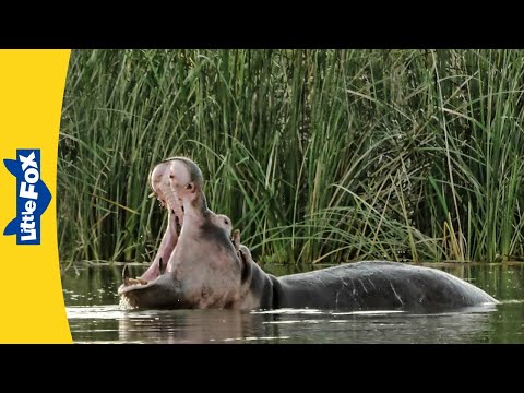 Meet the Animals | Hippopotamus | Big Hippos | Land Mammals | Wildlife Animals | Kindergarten