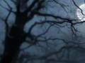 Dargaard - Winter 