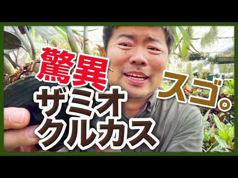 ザミオクルカス、幸運の羽根 植物