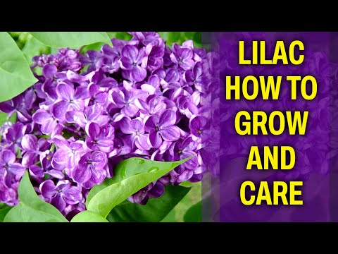 Lilac – How to grow and care for it