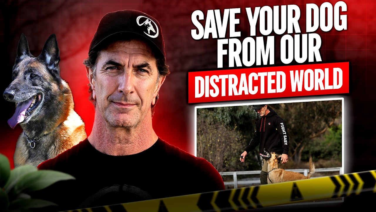 The Most Misunderstood Dog Training Lessons | Robert Cabral Interview