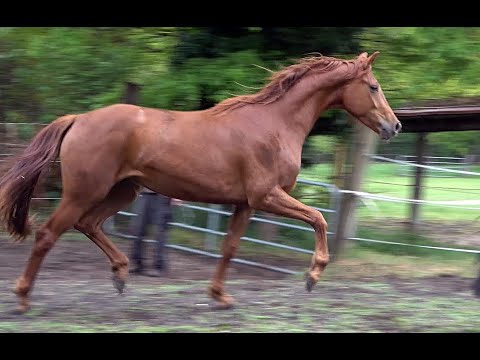 *2017 Stute von Don Nobless - Laudabilis SOLD!!!