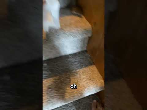 The mouse scared. Luna scared. The trusted adult scared 😭 #mouse #cat #shorts