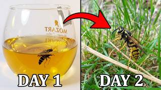 Wasp In Energy Drink Time Lapse (cmon... accident