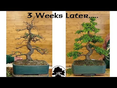 Chinese Elm Pruning. Part 2! - Greenwood Bonsai