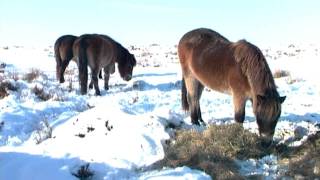 Trailer: Tractor Ted in Wintertime
