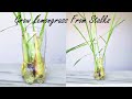 How To Propagate Lemongrass From Store Bought Stalks | Rooting Lemongrass Stalks In Water