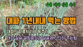 텃밭농사 대파 1년 내내 심어 먹는 방법 가을대파 심는시기 대파북주는 이유와 방법 대파칼슘결핍증상을 예방 하…