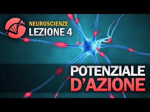 Action Potential | NEUROSCIENCE - Lesson 4