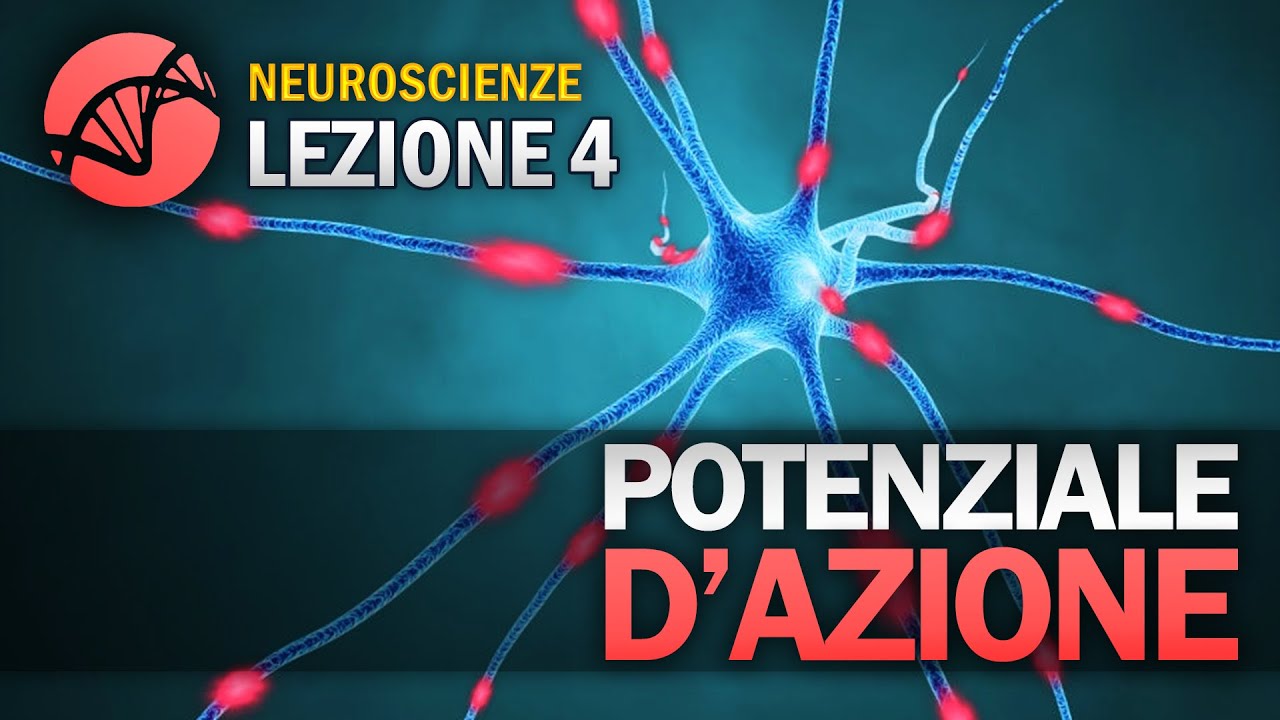 Potenziale d'azione | NEUROSCIENZE - Lezione 4