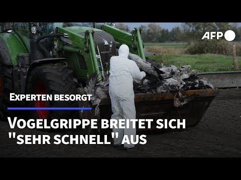 Vogelgrippe breitet sich "sehr schnell" aus – Experten besorgt | AFP