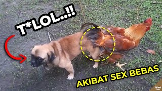 Download lagu NGAKAK KOCAK.!! Hewan² ini Pada Terjebak, Bikin Ketawa Ngakak..!!  #YtCrash mp3