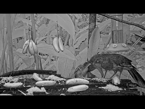 Fledgling Chachalaca Visits The Panama Fruit Feeder With A Pair Of Doting Adults – July 5, 2022