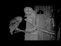 Pair Of Tawny Owls Calling
