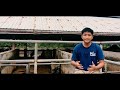 Lakas Gatas: Carabao Dairy Farm Model for Backyard Operations in Talisay City, Negros Occidental