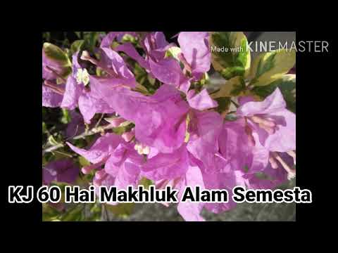 KJ 60 Hai Makhluk Alam Semesta