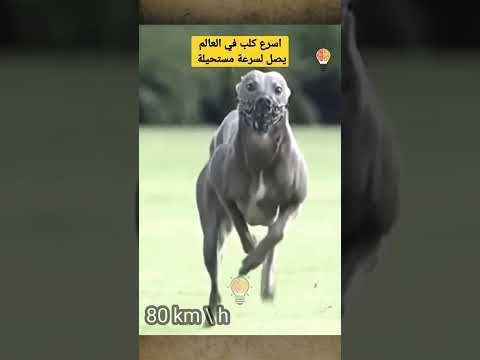 , title : 'اسرع كلب في العالم يصل لسرعة مستحيلة #shorts'