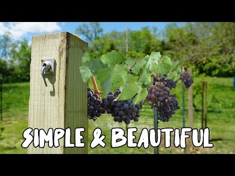 , title : 'How to build a Grape Vine Trellis'