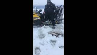 Где ловят налима на рыбинском водохранилище