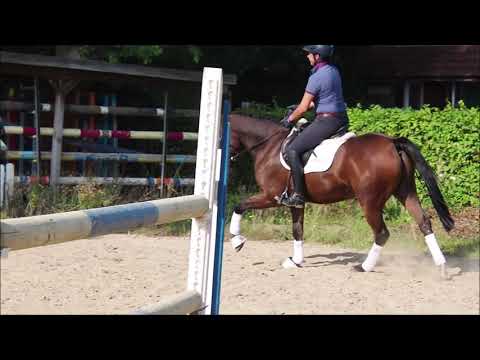 Wallach v. Nobel Nagano