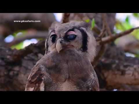 Hungry Verreaux's Eagle-owl juvenile calling parents for food