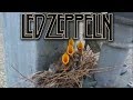 Baby birds sing Led Zeppelin (extended version!)