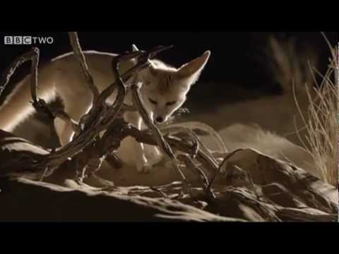Jerboa's Great Escape - Wild Arabia - Episode 1 Preview - BBC