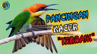 Download lagu Pancingan Kacer Terbaik, Masteran Burung Juara, Pancingan Kacer Buka Ekor, Memancing Emosi Kacer. mp3