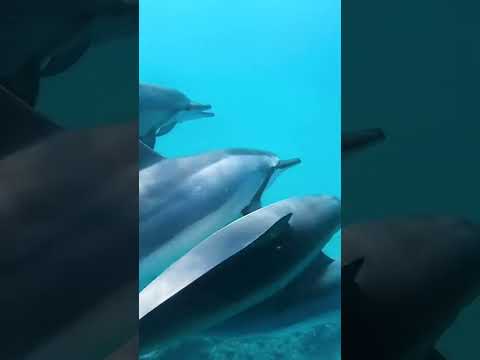 Die BRUTALITÄT von Delfinen