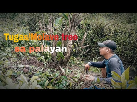 getting Molave tree/tugas bato in rice field for bonsai|vitex parviflora or vitex cofassus|bonsaiph