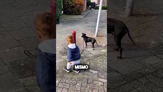 El perro fue más inteligente que el niño 😂🐶