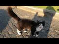 Tuxedo Cat With Long Whiskers Is So Cute And Loving