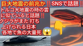 巨大地震の前兆か‼️トルコ大地震の時の雲に似ていると話題‼️千葉県でクジラが打ち上げられる‼️日本各地で魚の大量死と日本各地でやばい雲目撃される‼️2026年10月3日‼️