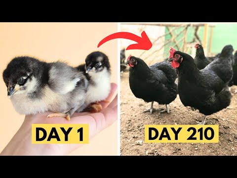 , title : 'Black Australorp Chickens chick growth Day by Day | Black Australorp CHICKS Growth | Hen Growth'