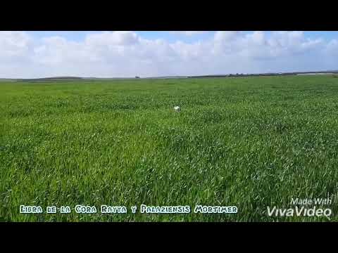 Palaziensis Mortimer y Libra de la Cora Rayya. 2019