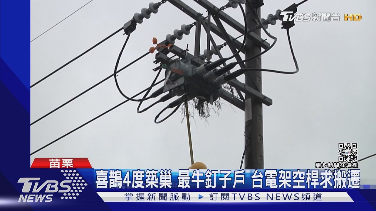 喜鵲4度築巢最牛釘子戶　台電架空桿求搬遷