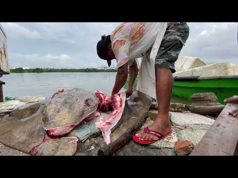 Ray Fish Cutting on the Beach: A Unique Culinary Experience in Cartagena, Colombia