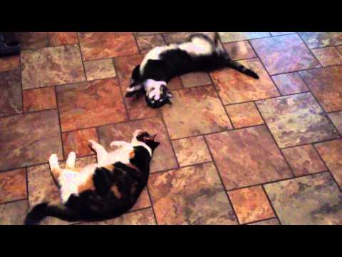 Cats going crazy over garlic and onions