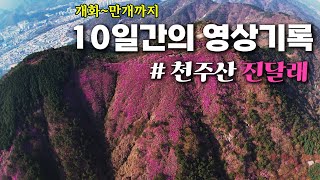 10일간의 영상기록,  #진달래개화과정  10일간 펼쳐지는 아름다운 분홍빛 향연 (2025.4.10-개화율70%) #진달래개화율 #천주산진달래 #고향의봄 #드론영상