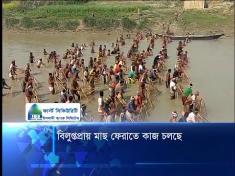 বিলুপ্তপ্রায় মাছ ফেরাতে কাজ চলছে