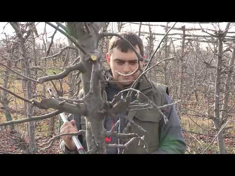 Imamo rešenje ep. 38 10.02.2020. - Zimsko orezivanje višnje, šljive i jabuke