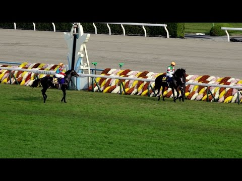 (競馬4K)菊花賞2014・本馬場入場・現地撮影 - Japanese St. Leger Stakes 2014