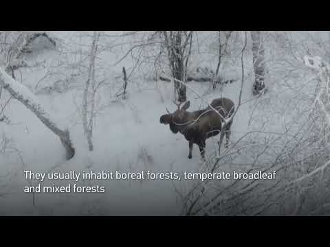 Moose photographed at Naji Forest Farm in Inner Mongolia