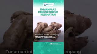 Selain Penyedap Rasa, Kenali 10 Manfaat Kencur untuk Kesehatan Tubuh