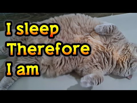 How many hours a Day do Cats Sleep?