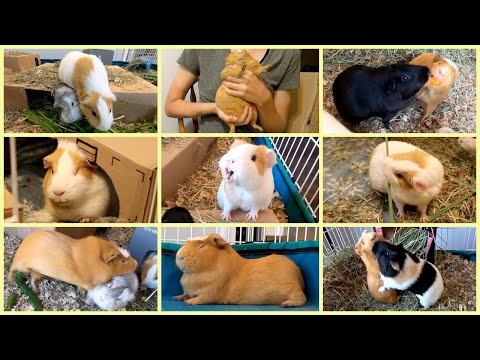 Les cochons d'Inde les plus drôles de l'année !