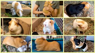 Les cochons d'Inde les plus drôles de l'année !