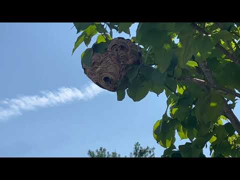 Finding a Bald-Faced Hornets Nest in the Backyard in Kendall Park, NJ