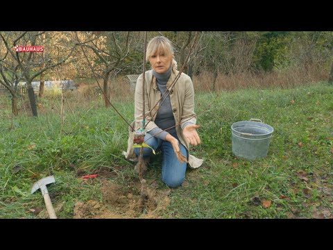 Škola vrtlarstva - jesenska sadnja trešnje